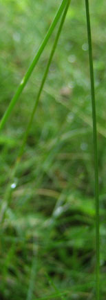 Grass